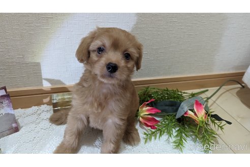 成約済の広島県のチワプー:チワワ×トイプードル-246600の29枚目