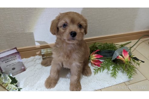 成約済の広島県のチワプー:チワワ×トイプードル-246600の30枚目