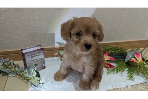 成約済の広島県のチワプー:チワワ×トイプードル-246600の26枚目