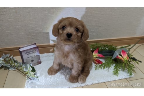 成約済の広島県のチワプー:チワワ×トイプードル-246600の24枚目