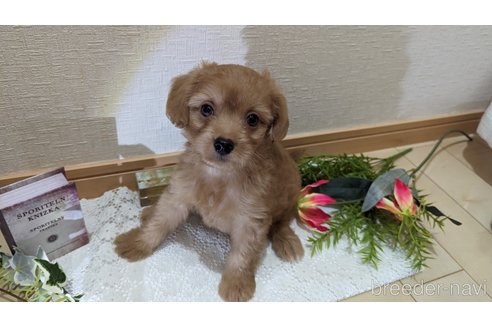 成約済の広島県のチワプー:チワワ×トイプードル-246600の23枚目