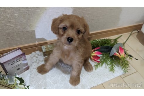成約済の広島県のチワプー:チワワ×トイプードル-246600の21枚目