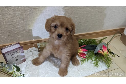 成約済の広島県のチワプー:チワワ×トイプードル-246600の22枚目
