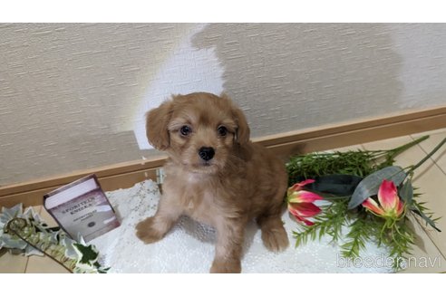 成約済の広島県のチワプー:チワワ×トイプードル-246600の19枚目