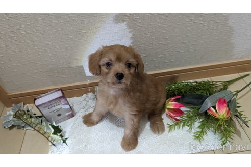 成約済の広島県のチワプー:チワワ×トイプードル-246600の18枚目