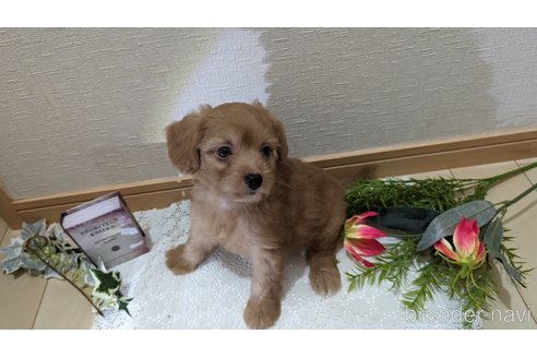 成約済の広島県のチワプー:チワワ×トイプードル-246600の17枚目