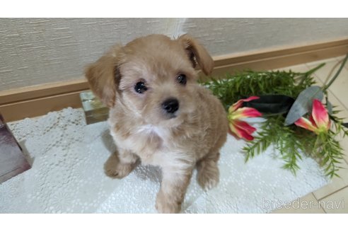 成約済の広島県のチワプー:チワワ×トイプードル-246607の32枚目