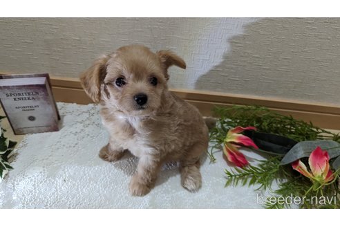成約済の広島県のチワプー:チワワ×トイプードル-246607の28枚目