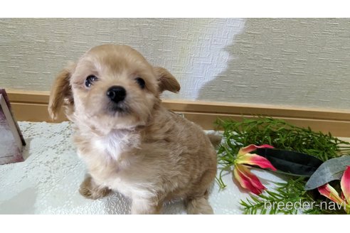 成約済の広島県のチワプー:チワワ×トイプードル-246607の26枚目