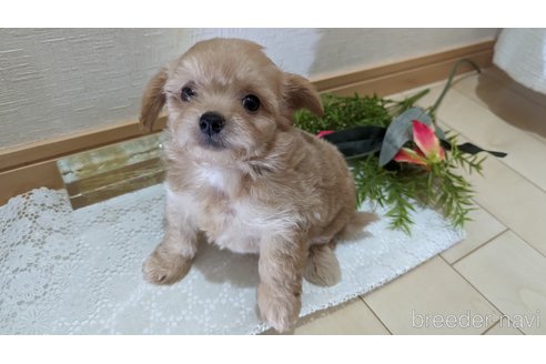 成約済の広島県のチワプー:チワワ×トイプードル-246607の24枚目