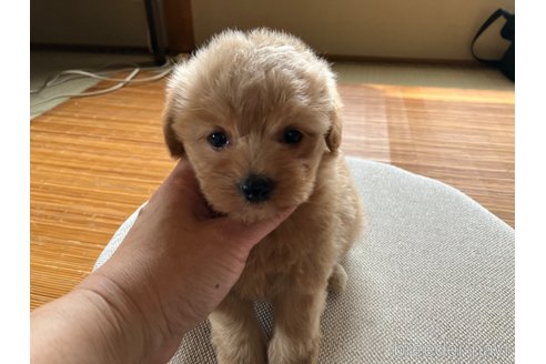 成約済の福岡県のマルプー:マルチーズ×トイプードル-253573の1枚目