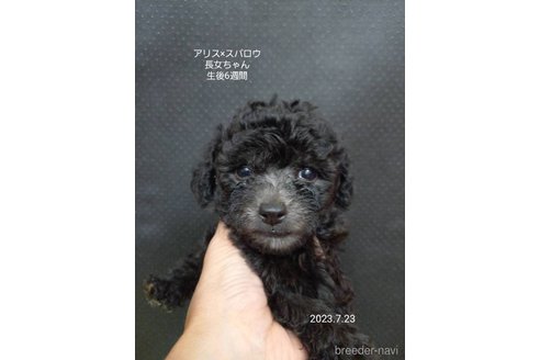 成約済の大阪府のティーカッププードル-245754の2枚目