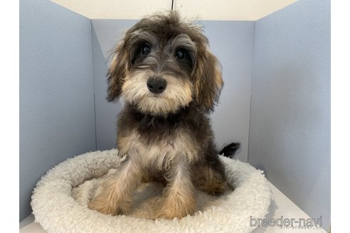 成約済の北海道のミックス犬-253651の3枚目