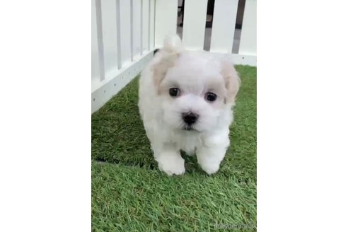 成約済の福岡県のマルチーズ-253669の16枚目