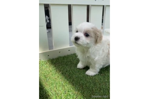 成約済の福岡県のマルチーズ-253669の17枚目