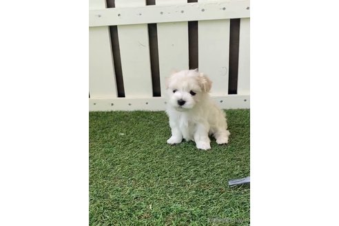 成約済の福岡県のマルチーズ-253676の8枚目