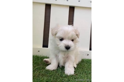 成約済の福岡県のマルチーズ-253676の5枚目