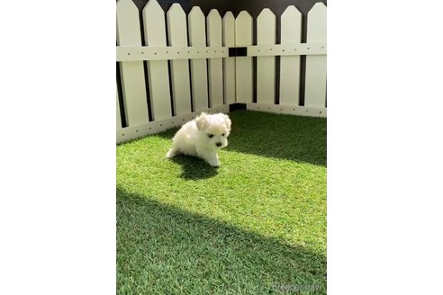 成約済の福岡県のマルチーズ-253676の6枚目