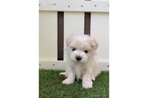 成約済の福岡県のマルチーズ-253676の7枚目