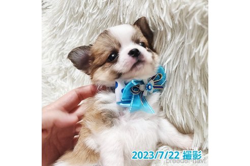 成約済の東京都のチワワ(ロングコート)-249117の19枚目