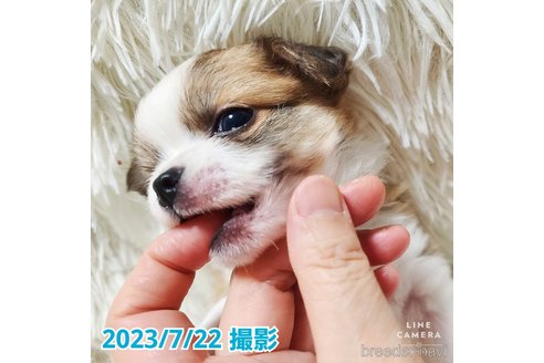 成約済の東京都のチワワ(ロングコート)-249117の17枚目
