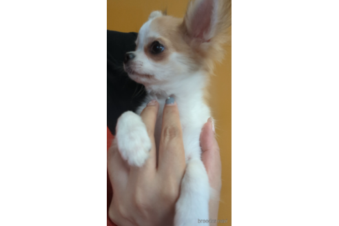 成約済の福岡県のチワワ(ロングコート)-253679の2枚目