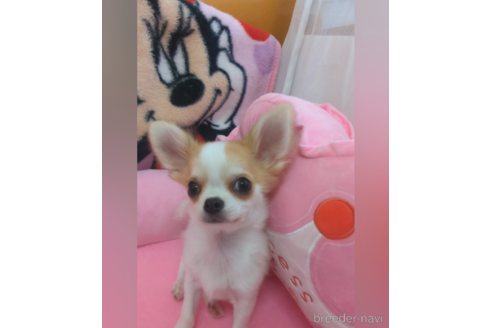 成約済の福岡県のチワワ(ロングコート)-253679