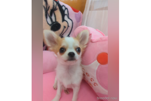 成約済の福岡県のチワワ(ロングコート)-253679の3枚目