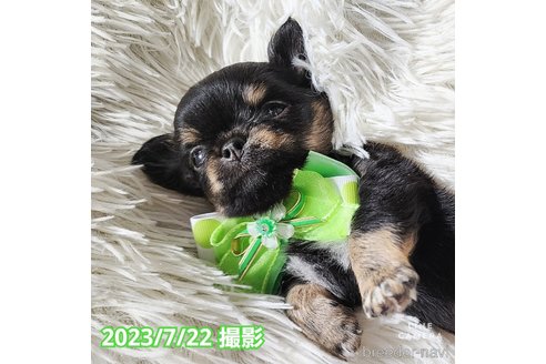 成約済の東京都のチワワ(ロングコート)-250145の14枚目