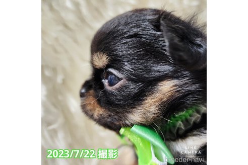 成約済の東京都のチワワ(ロングコート)-250145の13枚目