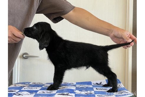 成約済の山梨県のフラットコーテッドレトリーバー-248300の1枚目