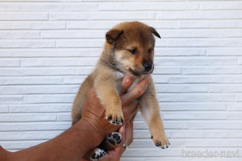 成約済の愛媛県の四国犬-253731の3枚目