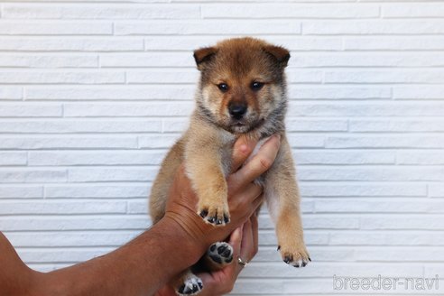 成約済の愛媛県の四国犬-253731の1枚目