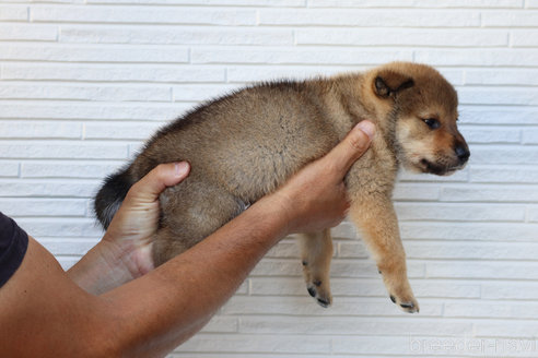 成約済の愛媛県の四国犬-253731の2枚目