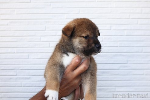 成約済の愛媛県の四国犬-253734の3枚目