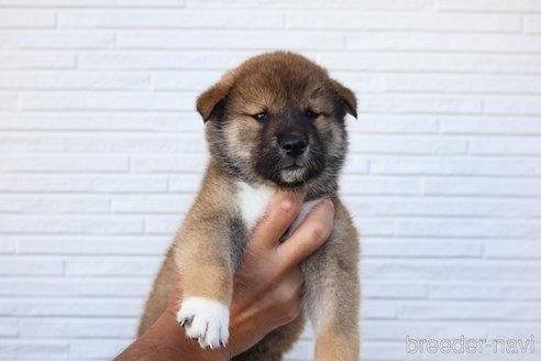 成約済の愛媛県の四国犬-253734の1枚目