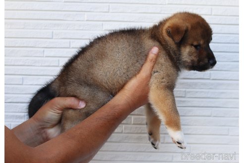 成約済の愛媛県の四国犬-253734の2枚目