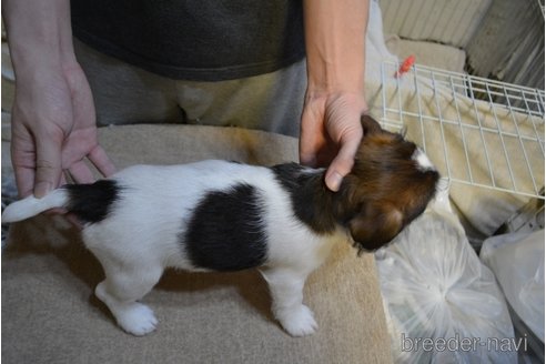 成約済の栃木県のジャックラッセルテリア-253742の4枚目