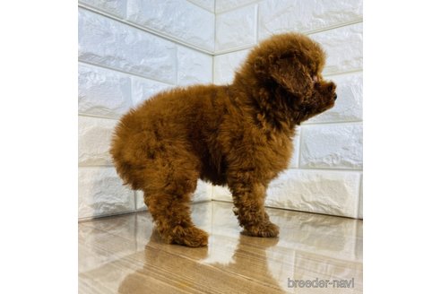 成約済の茨城県のトイプードル-253755の5枚目