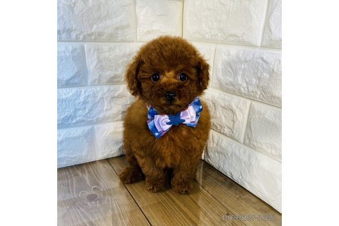 成約済の茨城県のトイプードル-253755の1枚目