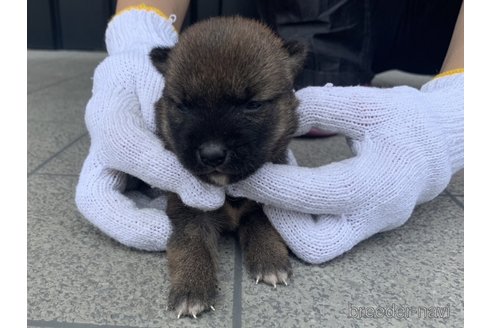 成約済の長崎県の柴犬-253774の2枚目