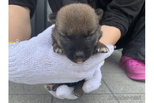 子犬