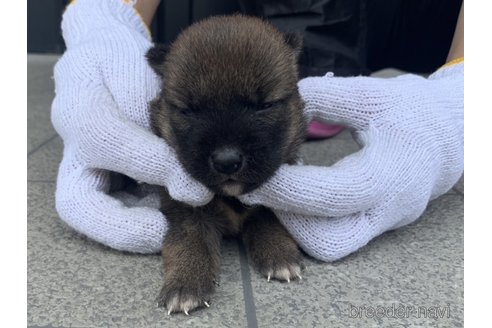 成約済の長崎県の柴犬-253774の3枚目