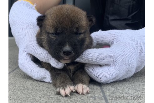 成約済の長崎県の柴犬-253776の3枚目