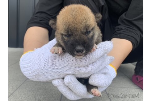 成約済の長崎県の柴犬-253777の3枚目