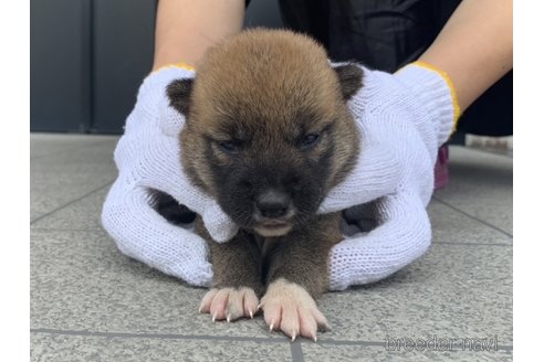 成約済の長崎県の柴犬-253777の1枚目