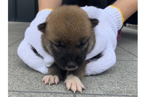 成約済の長崎県の柴犬-253777の2枚目