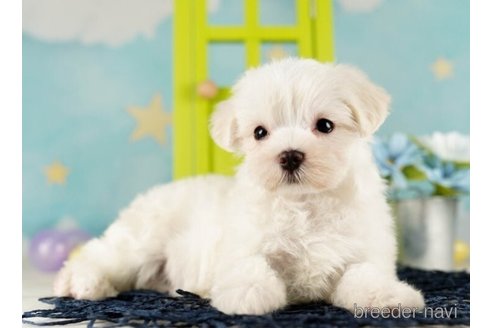 成約済の千葉県のマルチーズ-253778の4枚目