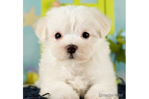 成約済の千葉県のマルチーズ-253778の1枚目