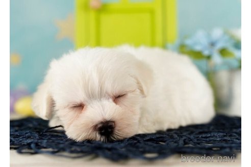 成約済の千葉県のマルチーズ-253778の5枚目